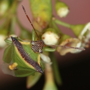 Cuspicona thoracica at Dunlop, ACT - 30 Jan 2013 02:25 PM