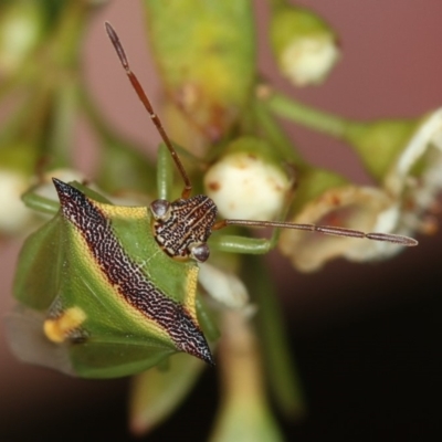 Cuspicona thoracica (Shield bug) at Dunlop, ACT - 30 Jan 2013 by Bron