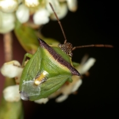 Cuspicona thoracica at Dunlop, ACT - 30 Jan 2013 02:25 PM