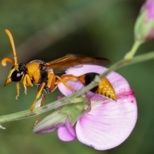 Delta bicinctum at Dunlop, ACT - 20 Jan 2013