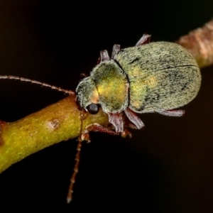 Edusella puberula at Dunlop, ACT - 15 Jan 2013