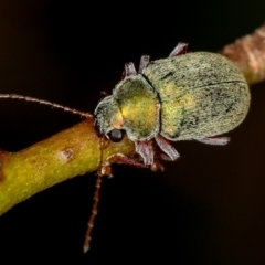 Edusella puberula (Leaf beetle) at Dunlop, ACT - 14 Jan 2013 by Bron