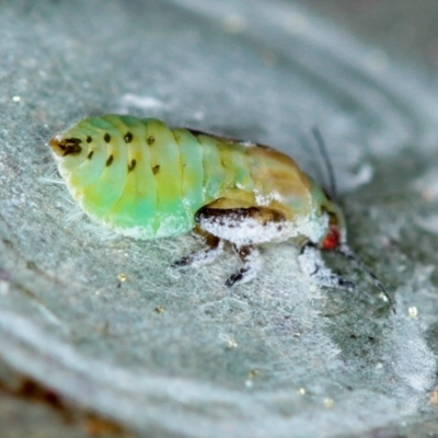 Lasiopsylla rotundipennis (Yellowbox lerp) at Dunlop, ACT - 5 Apr 2012 by Bron