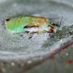 Lasiopsylla rotundipennis at Dunlop, ACT - 5 Apr 2012