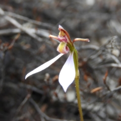 Eriochilus cucullatus (Parson's Bands) at Kambah, ACT - 6 Apr 2020 by MatthewFrawley