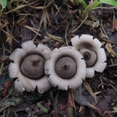 Geastrum sp. (Geastrum sp.) at Conder, ACT - 3 Apr 2020 by MichaelBedingfield