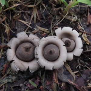 Geastrum sp. at Conder, ACT - 3 Apr 2020 11:16 AM