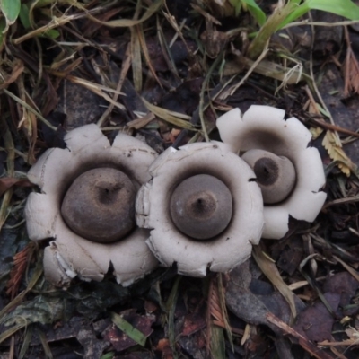 Geastrum sp. (genus) (An earthstar) at Conder, ACT - 3 Apr 2020 by MichaelBedingfield