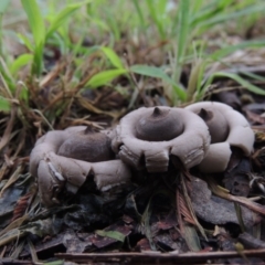 Geastrum sp. at Conder, ACT - 3 Apr 2020