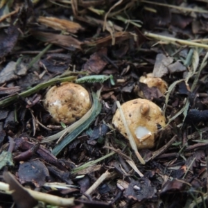 Geastrum sp. at Conder, ACT - 3 Apr 2020 11:16 AM