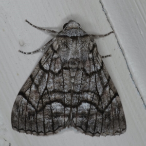 Stibaroma undescribed species at Ainslie, ACT - 11 Apr 2020