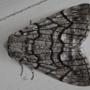 Stibaroma undescribed species at Ainslie, ACT - 11 Apr 2020