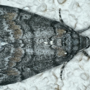Smyriodes undescribed species nr aplectaria at Ainslie, ACT - 11 Apr 2020