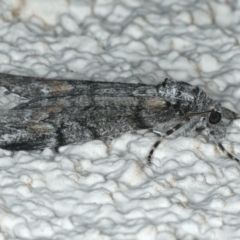 Smyriodes undescribed species nr aplectaria at Ainslie, ACT - 11 Apr 2020