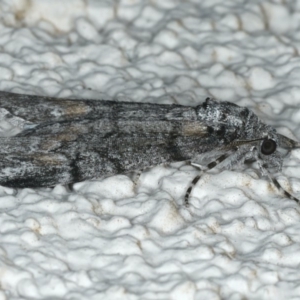 Smyriodes undescribed species nr aplectaria at Ainslie, ACT - 11 Apr 2020