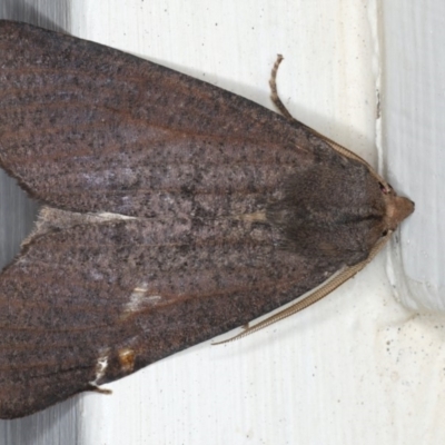 Paralaea porphyrinaria (Chestnut Vein Crest Moth) at Ainslie, ACT - 11 Apr 2020 by jbromilow50