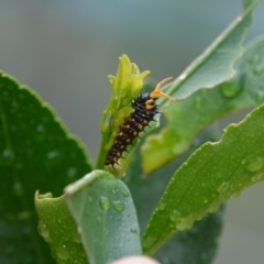 Papilio anactus (Dainty Swallowtail) at QPRC LGA - 10 Apr 2020 by LyndalT