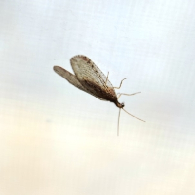 Stenosmylus tenuis (Osmylid lacewing) at QPRC LGA - 24 Mar 2020 by LyndalT