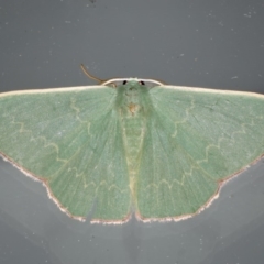 Prasinocyma semicrocea (Common Gum Emerald moth) at Ainslie, ACT - 11 Apr 2020 by jb2602