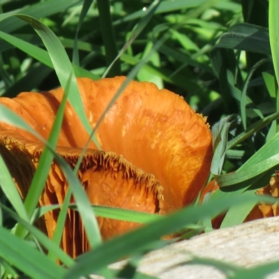 Unverified Fungus at Stony Creek - 11 Apr 2020 by SandraH