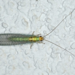 Dictyochrysa peterseni (Green Lacewing) at Ainslie, ACT - 11 Apr 2020 by jb2602