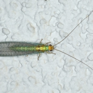 Dictyochrysa peterseni at Ainslie, ACT - 11 Apr 2020