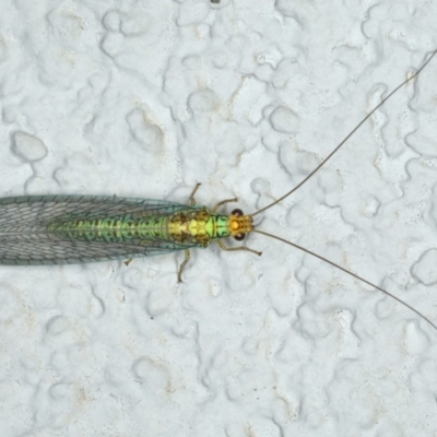 Dictyochrysa peterseni (Green Lacewing) at Ainslie, ACT - 11 Apr 2020 by jb2602