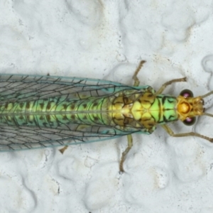 Dictyochrysa peterseni at Ainslie, ACT - 11 Apr 2020