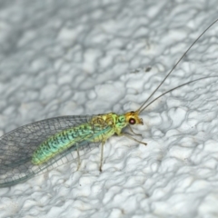 Dictyochrysa peterseni at Ainslie, ACT - 11 Apr 2020