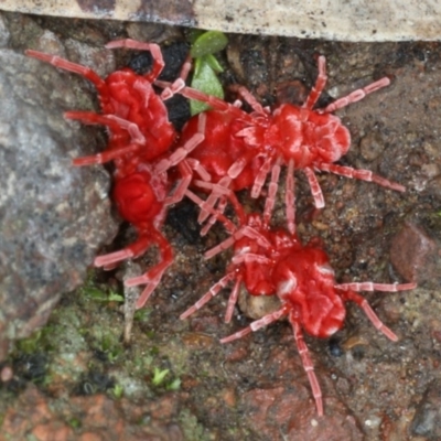 Trombidiidae (family) (Red velvet mite) at Majura, ACT - 11 Apr 2020 by jb2602