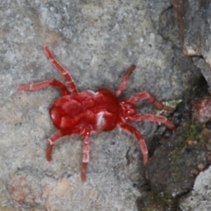 Trombidiidae (family) at Majura, ACT - 11 Apr 2020 04:52 PM