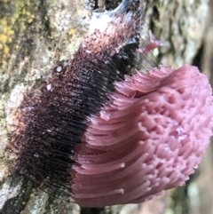 Stemonitis sp. (genus) (A slime mould) at Wattamolla, NSW - 10 Apr 2020 by WattaWanderer