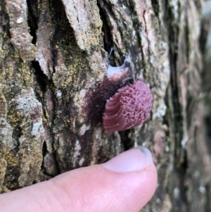 Stemonitis sp. (genus) at Wattamolla, NSW - 10 Apr 2020