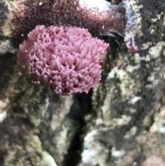 Stemonitis sp. (genus) at Wattamolla, NSW - 10 Apr 2020 05:23 PM
