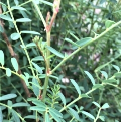Swainsona galegifolia (Darling Pea) at Red Hill, ACT - 9 Apr 2020 by Boronia