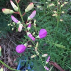 Swainsona galegifolia at Red Hill, ACT - 9 Apr 2020