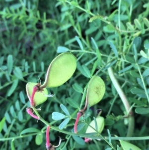 Swainsona galegifolia at Red Hill, ACT - 9 Apr 2020