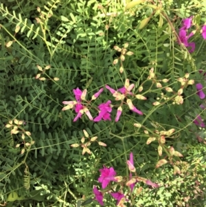 Swainsona galegifolia at Red Hill, ACT - 9 Apr 2020