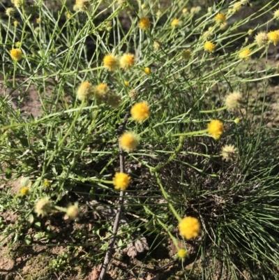 Calotis lappulacea (Yellow Burr Daisy) at Jerrabomberra, NSW - 12 Apr 2020 by roachie