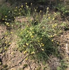 Calotis lappulacea at Jerrabomberra, NSW - 12 Apr 2020