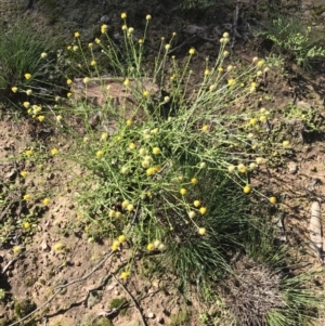 Calotis lappulacea at Jerrabomberra, NSW - 12 Apr 2020