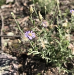 Vittadinia cuneata var. cuneata (Fuzzy New Holland Daisy) at Mount Jerrabomberra - 12 Apr 2020 by roachie