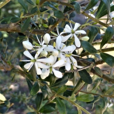 Bursaria spinosa (Native Blackthorn, Sweet Bursaria) at Red Hill, ACT - 12 Apr 2020 by Boronia