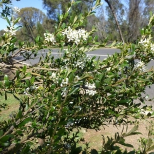 Bursaria spinosa at Red Hill, ACT - 12 Apr 2020