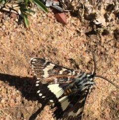 Apina callisto (Pasture Day Moth) at Red Hill to Yarralumla Creek - 12 Apr 2020 by KL