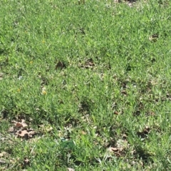 Chrysocephalum apiculatum (Common Everlasting) at Hughes Grassy Woodland - 13 Apr 2020 by KL