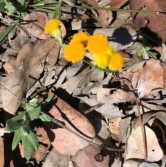 Chrysocephalum apiculatum at Deakin, ACT - 13 Apr 2020