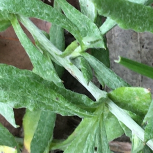 Chrysocephalum apiculatum at Deakin, ACT - 13 Apr 2020