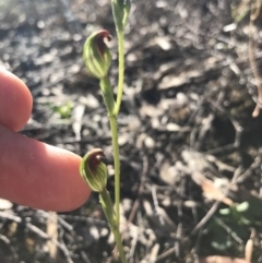 Speculantha rubescens (Blushing Tiny Greenhood) at Mount Jerrabomberra QP - 12 Apr 2020 by roachie