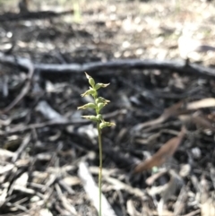 Corunastylis clivicola (Rufous midge orchid) at Mount Jerrabomberra QP - 12 Apr 2020 by roachie